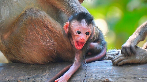 Looks So Adorable Newborn Baby Monkey Of Mom VIKI, Named: VITCHIE