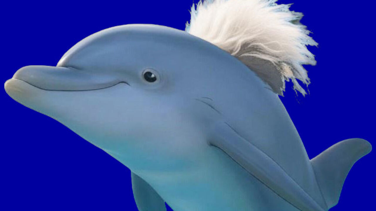 The Dolphin with the Fuzzy Fin