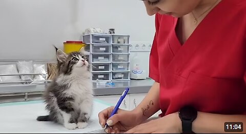 Cats Who Totally Freak Out at the Vet 😂 Funniest Cat Reactions Ever!