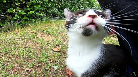 I patted a white tubby cat that approached me and afterwards, other cats came by one by one
