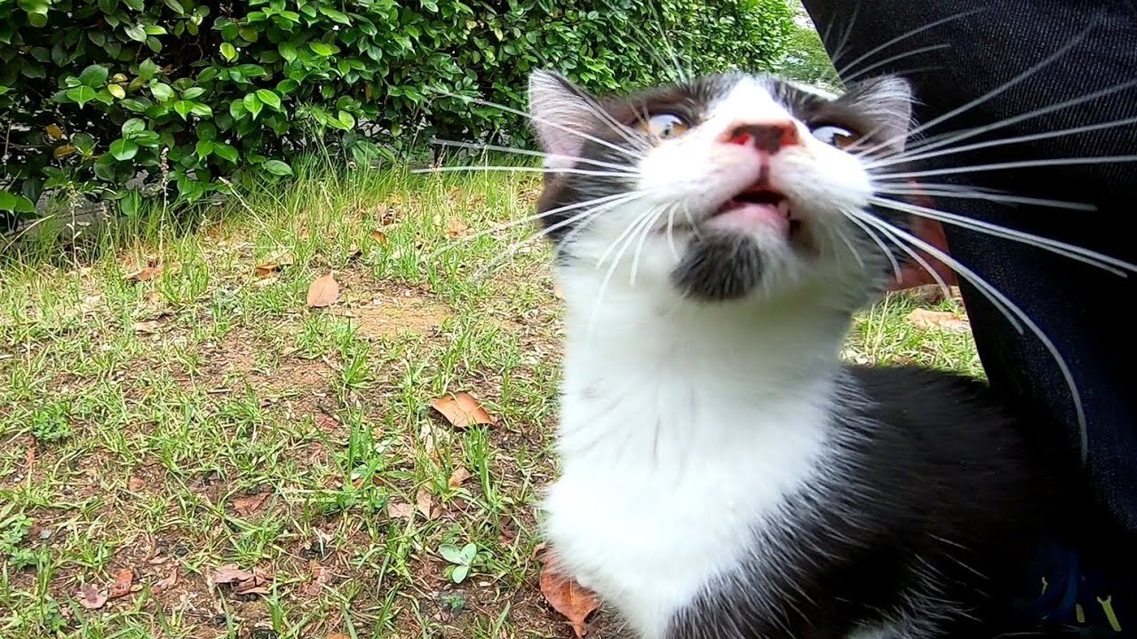 I patted a white tubby cat that approached me and afterwards, other cats came by one by one