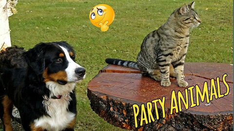 ULTIMATE Cat and Dog Videos! | FUNNIEST Pets