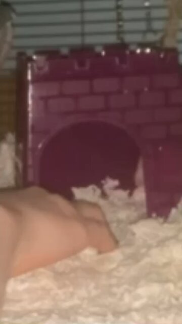 My baby fancy rats Enid and Wednesday video