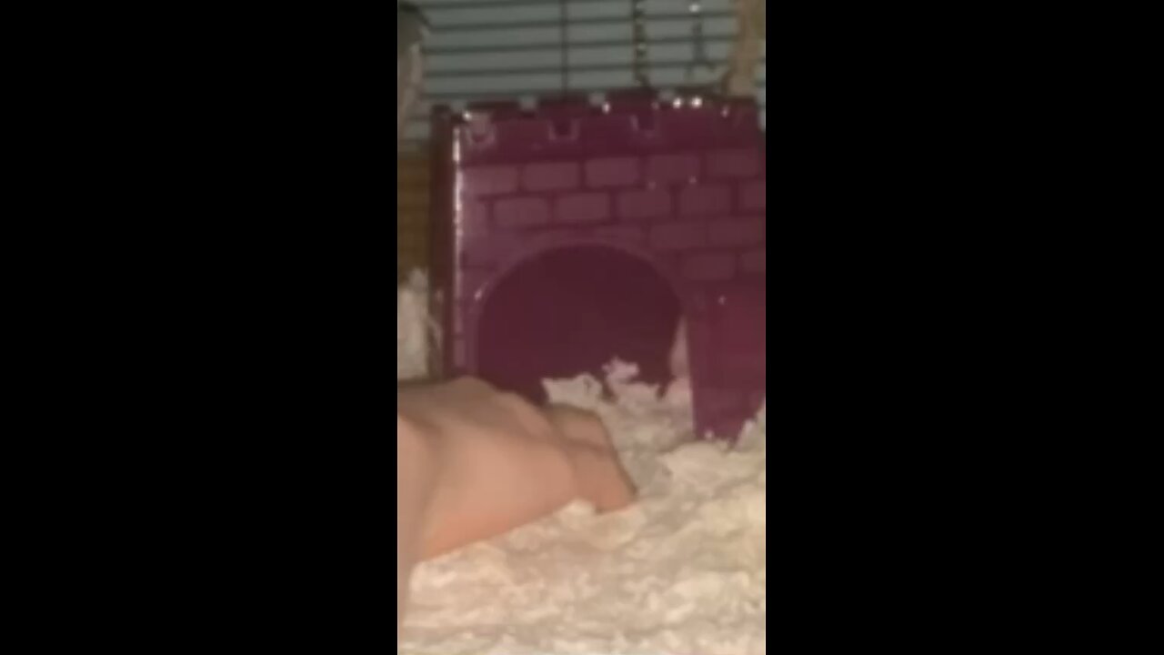 My baby fancy rats Enid and Wednesday video