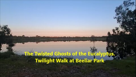 The Twisted Ghosts of the Eucalyptus.Twilight Walk at Beeliar Park, Perth, Australia.