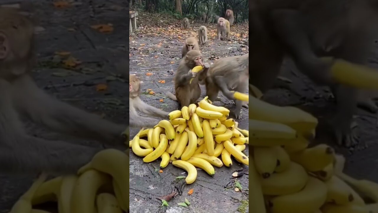 BUNCH OF CUTE MONKEYS 🐒 EAT BANANA
