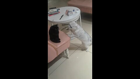 Cat Adventures That Will Make You Smile!