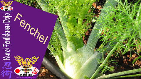 104 - Fenchel