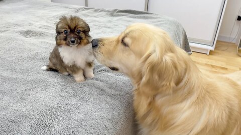 Golden Retriever Meets New Puppy for the First Time!! [CUTEST REACTION EVER!!].PSN Experiment