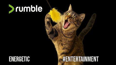 Funny Playful Tabby Cat