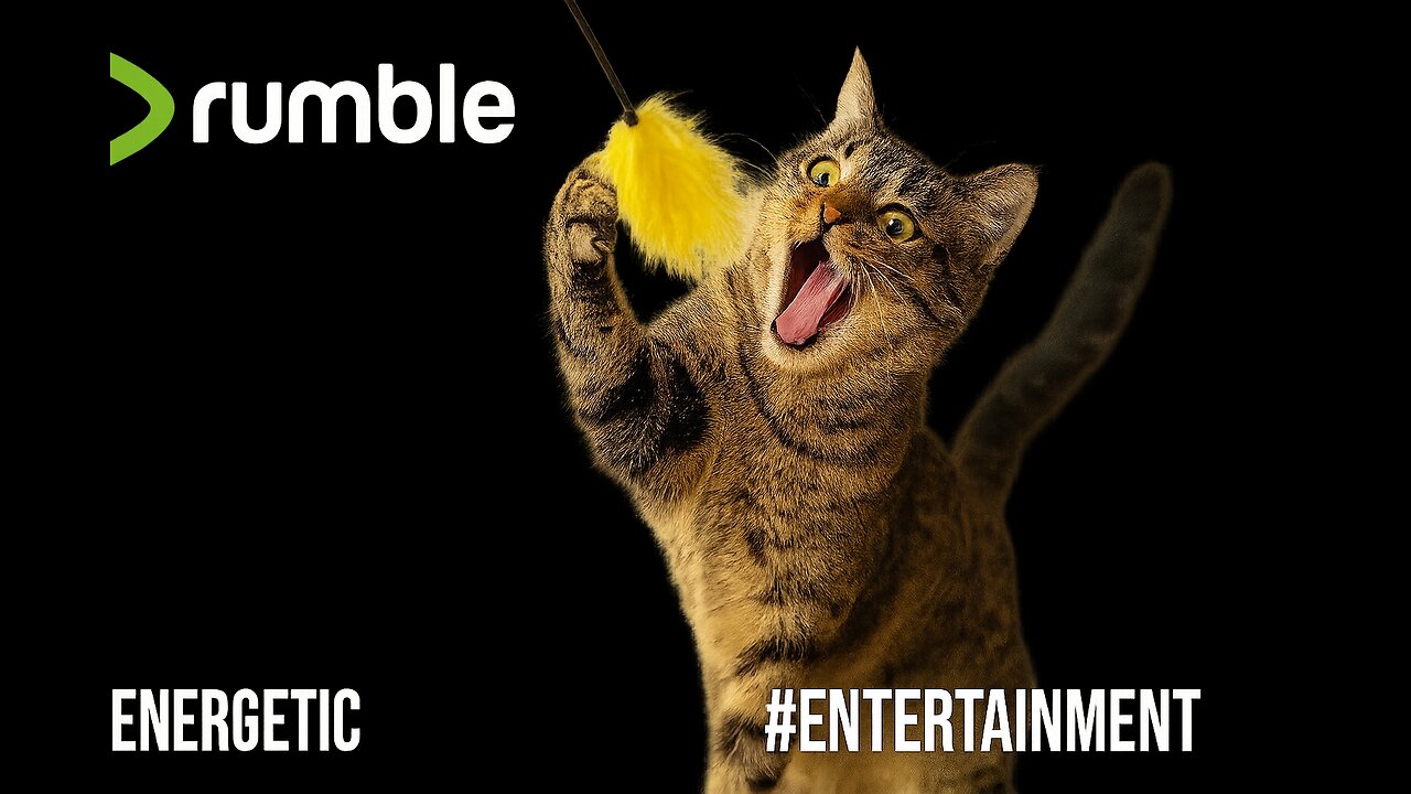 Funny Playful Tabby Cat