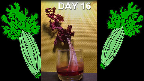 Celery Stalk Drinking Red Water and Turning Red