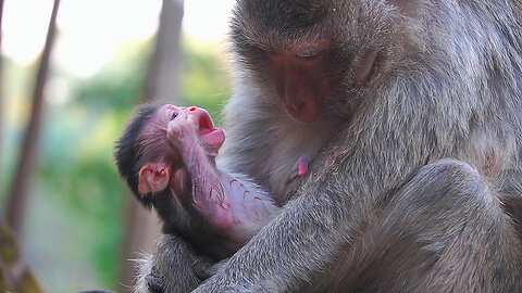 Baby Monkey EMORY: Mom I Need More Milk