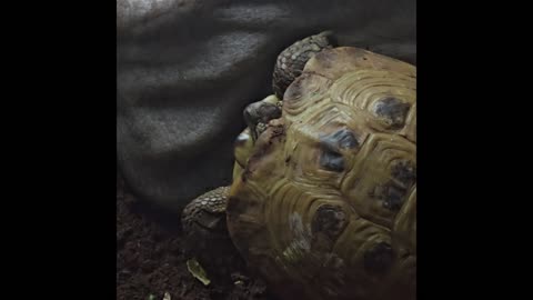 Russian Tortoise.