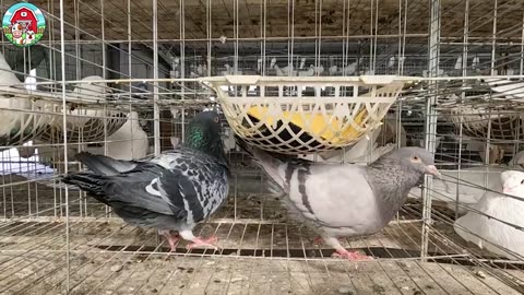 How Millions of Pigeons are Raised For Meat in China - Surprising Facts About Pigeons