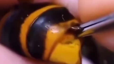 Man pulls parasite from wasp's abdomen