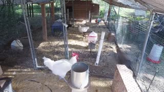 Chicken Live Stream