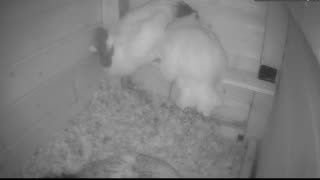Chicken Live Stream