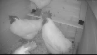Chicken Live Stream