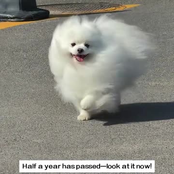 A stray dog covered in paint all over its body.