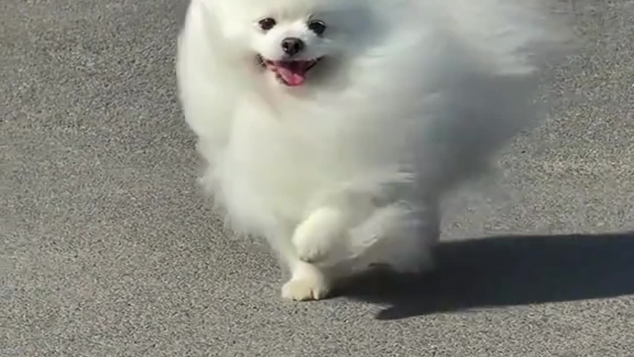A stray dog covered in paint all over its body.