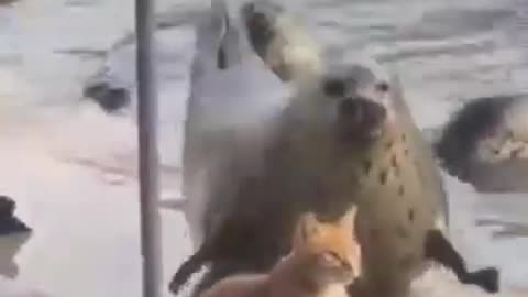 Funny Animal Compilation