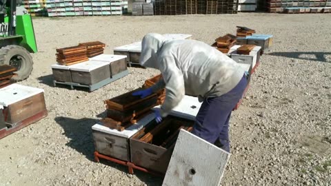 It's destroying America's food supply. What a strange coincidence.