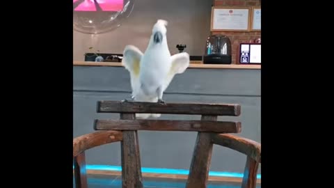 Parrot fanny moments video