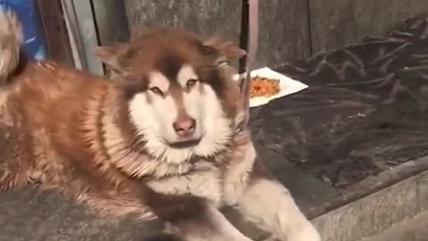 "Life’s better with a wagging tail 🐾💖 Watch this cutie spread pawsitivity! 🐶✨