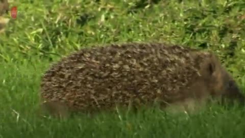 natural curiosities s2 e2