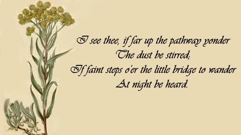Gnaphalium, Everlasting - The Language of Flowers