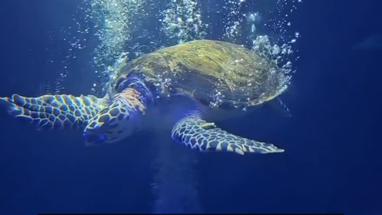 Daily Horoscope | Pisces 🌟