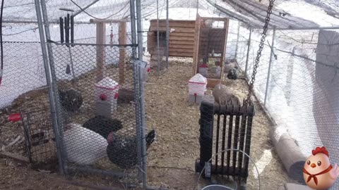 Chicken Live Stream