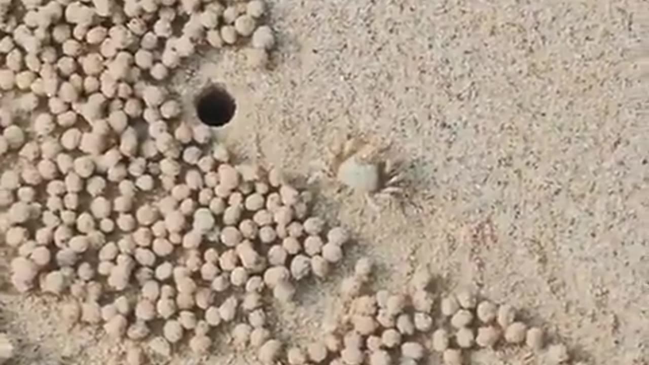 Here's some crabs doing their things on the beach Life