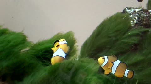 Another take of the aquarium take 2