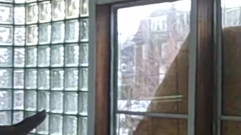 TERRY_S BABY,,THESHEASHOW.COM.AVI