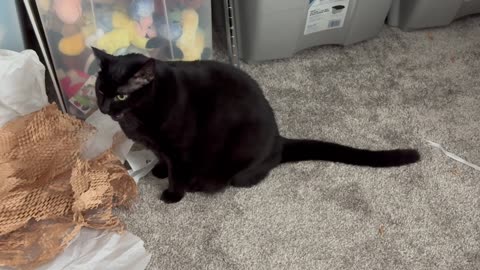 Cute Precious Piper Surveys Her Play Area - Adopting a Cat from a Shelter Vlog