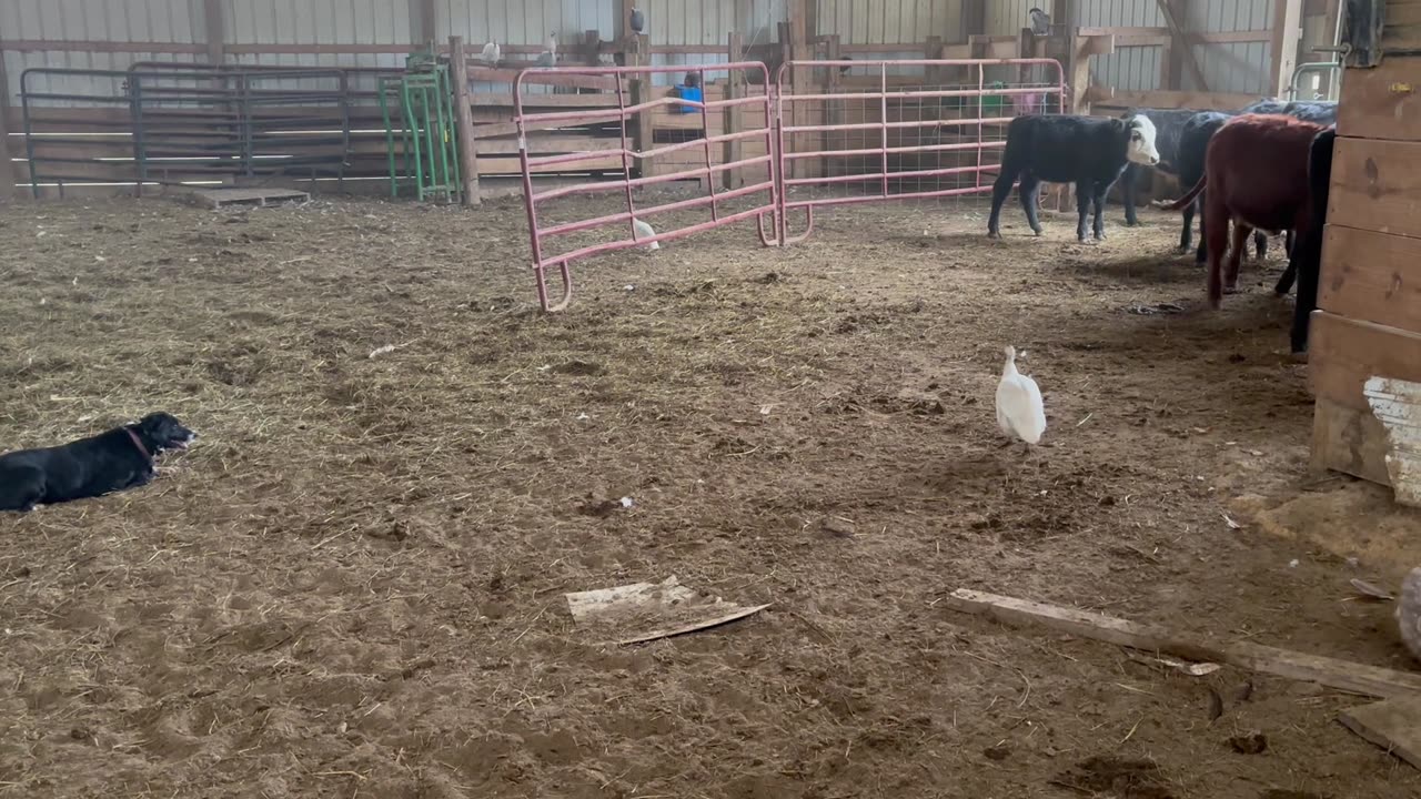 Wendy Sue 11/27/2025 One