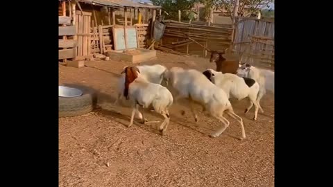 "Sheep Battle Royale! One vs All! 🐏🔥" #sheep #animals