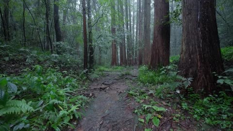 The beautiful forest is raining