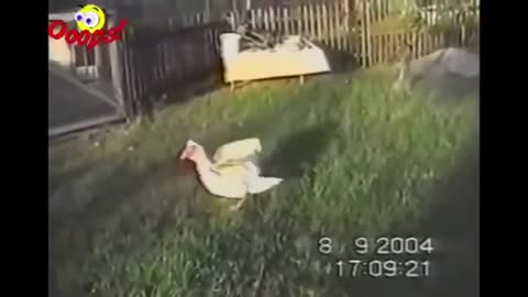 Funny Animals Compilation Funny Video
