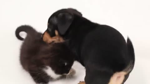 Kittens Meet Puppies For The First Time