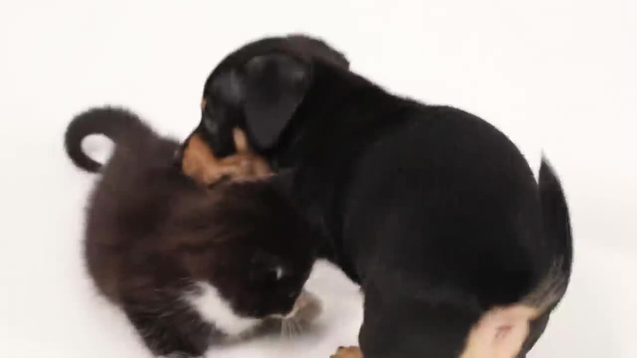 Kittens Meet Puppies For The First Time