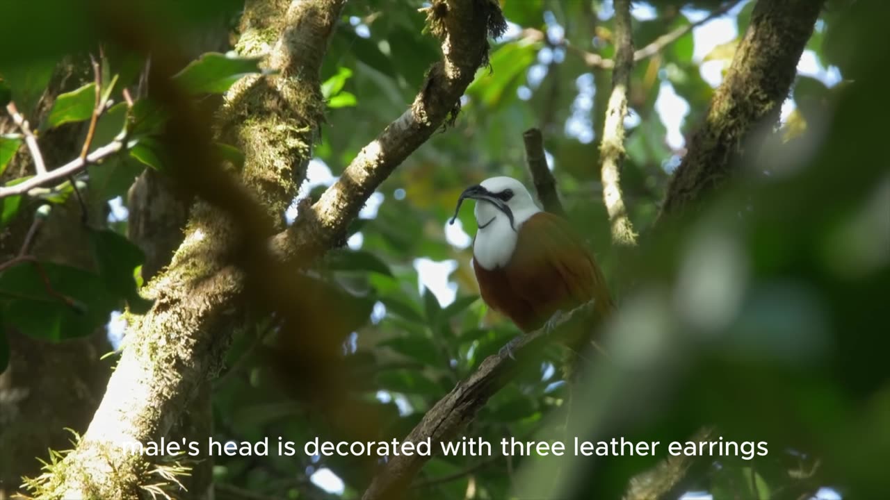 Shivers hermits Birds