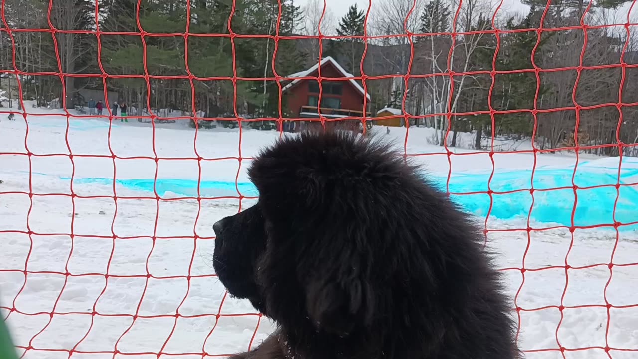 Barnabas at skijoring