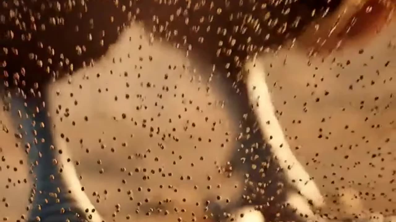 Watch Dick and Centipede and Challenge