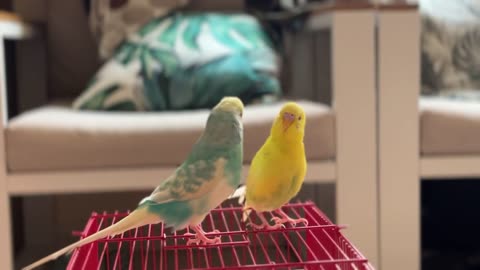 Budgie chirping relaxing sound _ Budgie playing