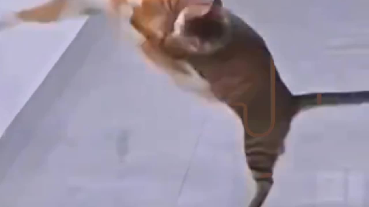 Funny video of