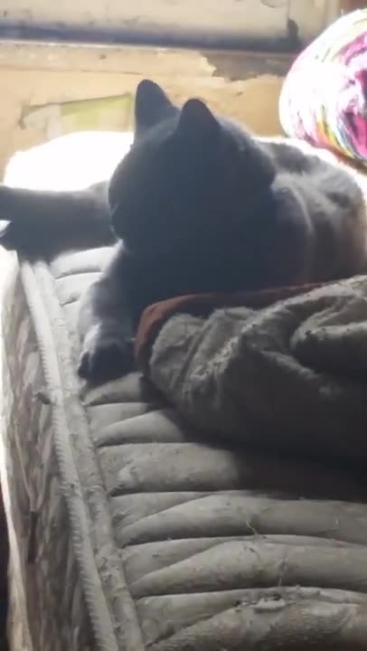 windigo the king of cats sleeping