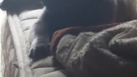 windigo the king of cats sleeping